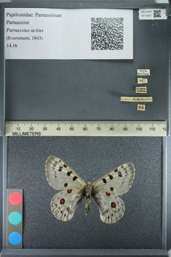Media type: image;   Entomology 174621